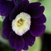 Auricula Cuckoo Fayre - Abriachan Nurseries